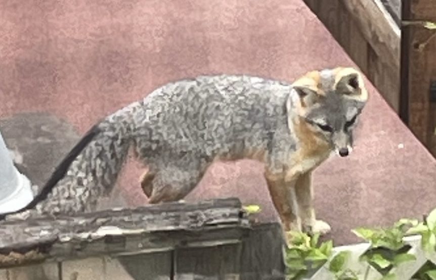 Gray fox standing on a ledge outdoors.